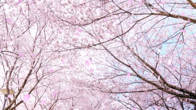 美丽的粉红色樱桃树前进樱花在哪里跳舞 “CG合成”