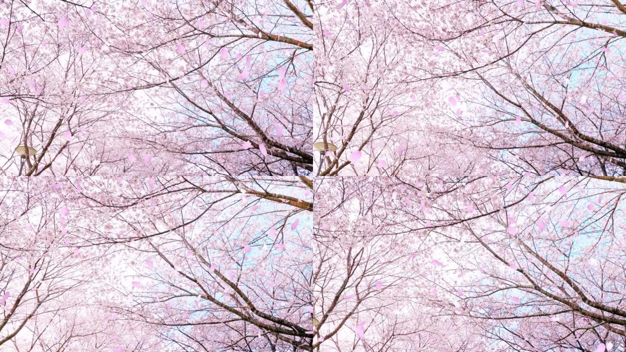 美丽的粉红色樱桃树前进樱花在哪里跳舞 “CG合成”
