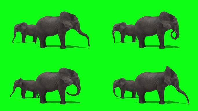 大象在绿屏上喝水