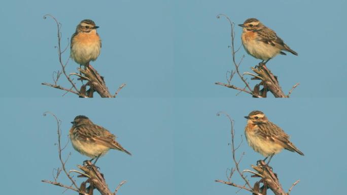 在一个阳光明媚的春天早晨，Bird-Whinchat ( Saxicola rubetra) 坐在灌