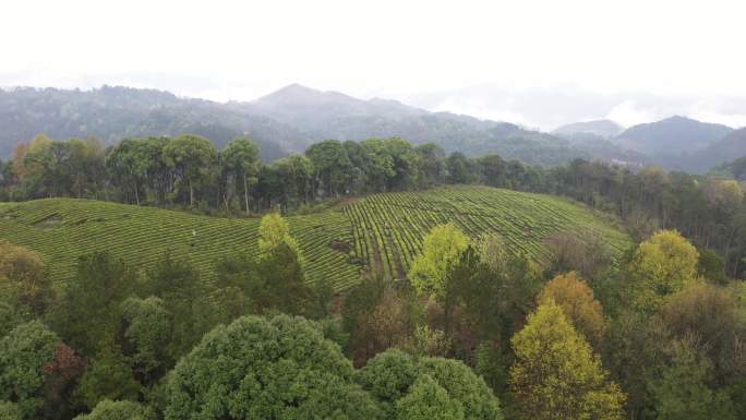 4K航拍岑峰森林植被2组