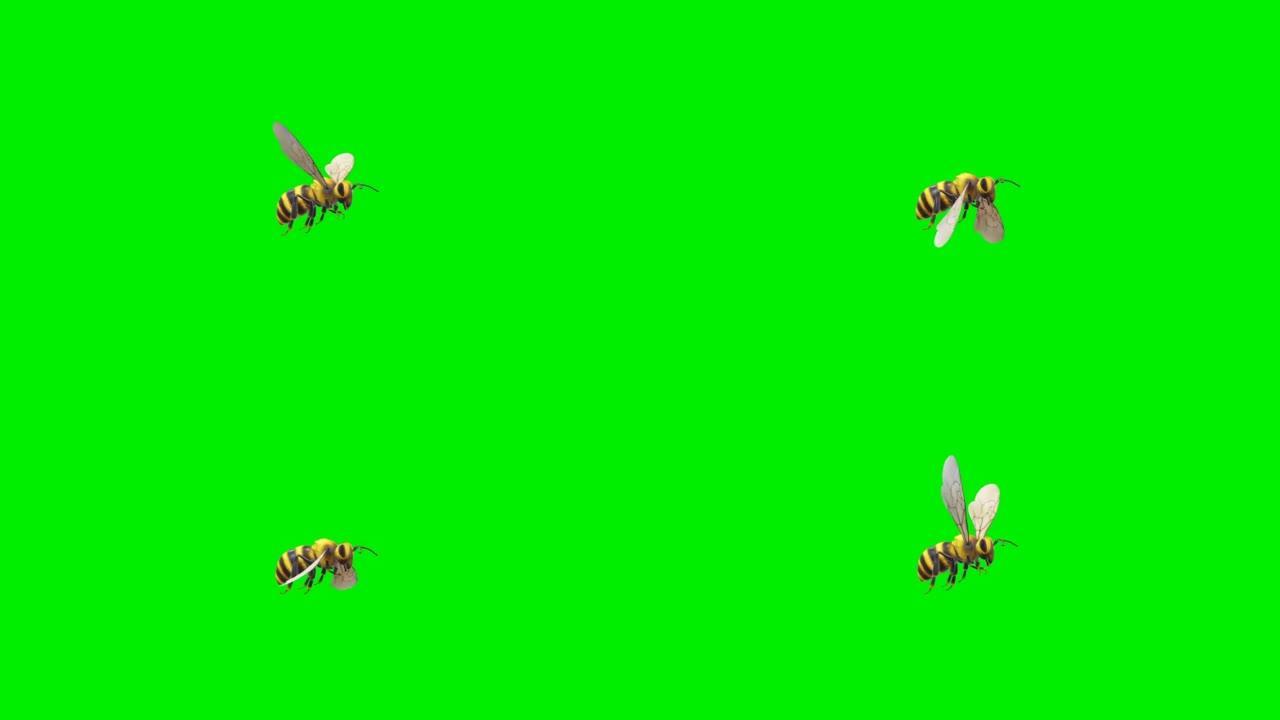 蜜蜂在绿屏上飞翔