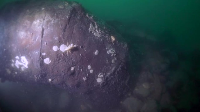 微距拍摄小龙虾Acanthogammarus水下贝加尔湖。