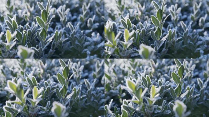 在阳光明媚的冬日，相机沿着冷冻的黄杨木叶子缓慢移动，并带有霜冻图案。伟大的圣诞节或新年背景。