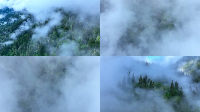 原始森林天然氧吧 云雾缭绕大自然