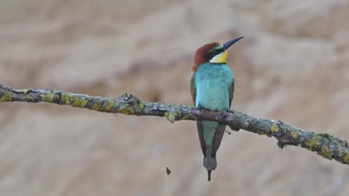 欧洲食蜂者在分支 (Merops apiaster)