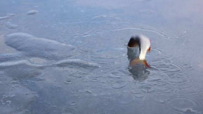冰上飞溅鱼，冰上跳跃活鱼，冬季钓鱼