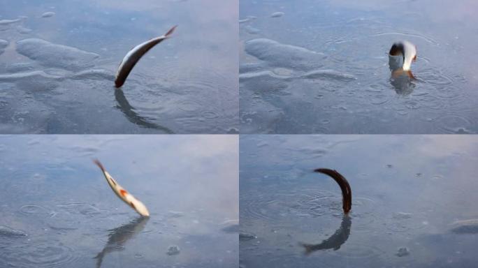 冰上飞溅鱼，冰上跳跃活鱼，冬季钓鱼