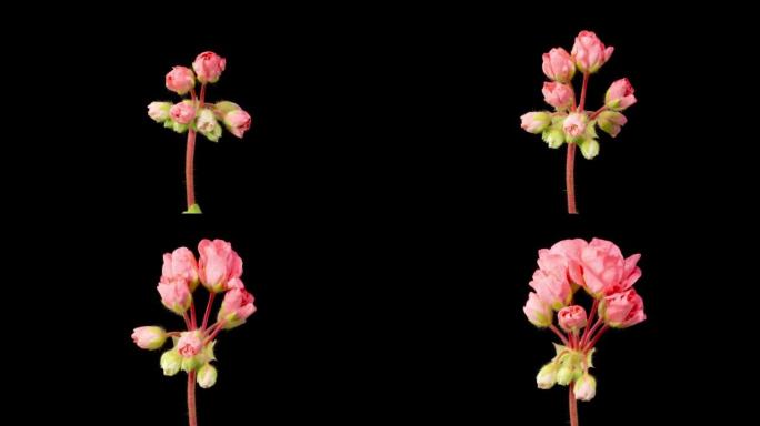 开粉红色天竺葵花的时间流逝