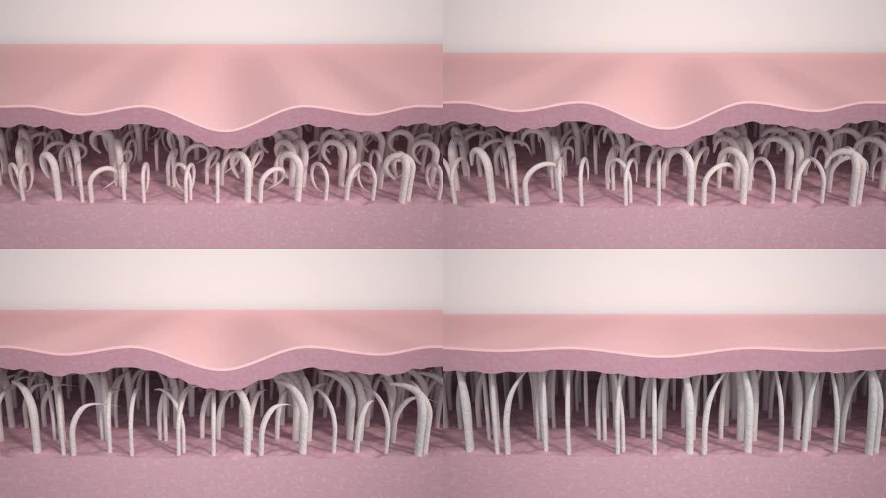 皱纹平滑。医学3d动画显示了皮肤年轻化，胶原蛋白和弹性纤维的重建，去除皱纹和紧致皮肤的过程。抗衰老治