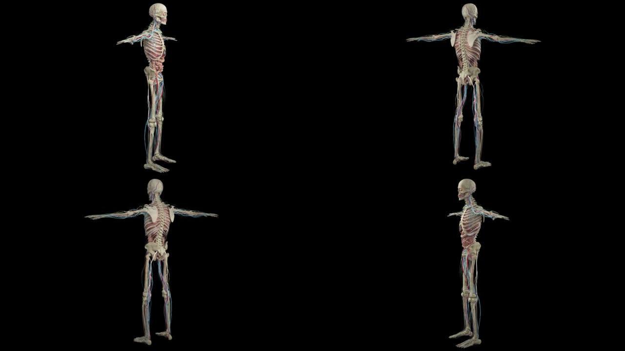 人体解剖学，肌肉，器官，骨骼。3d渲染，3d解剖图谱
