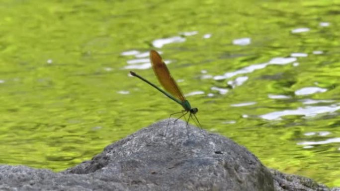 翼展的森林荣耀蜻蜓