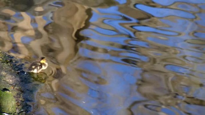 小鸭子在加尔达湖水上游泳