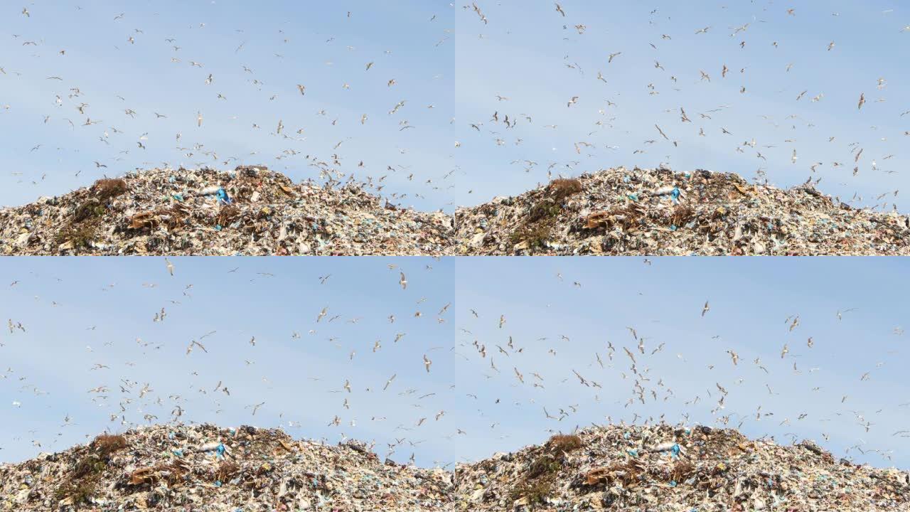 许多鸟飞过垃圾填埋场