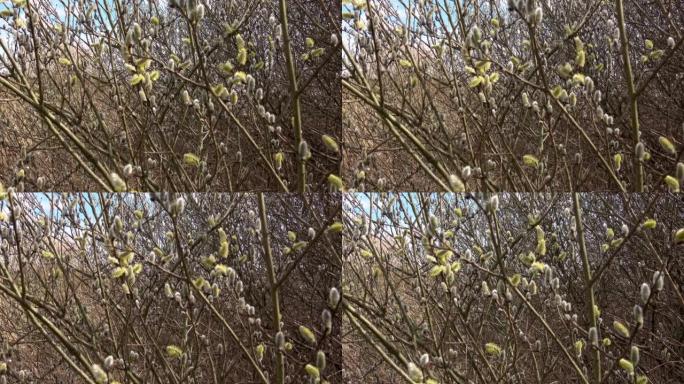 春天的背景与开花的柳枝