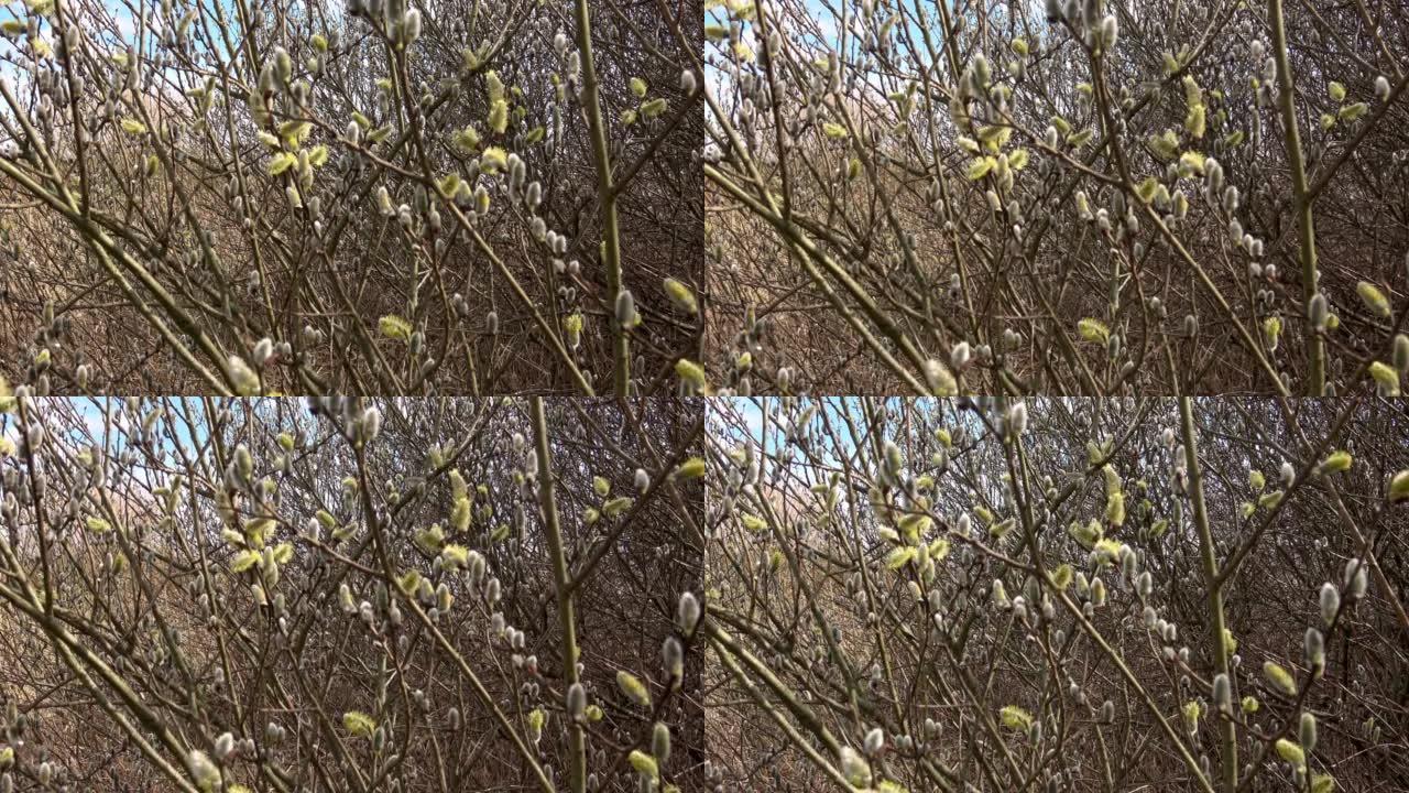 春天的背景与开花的柳枝
