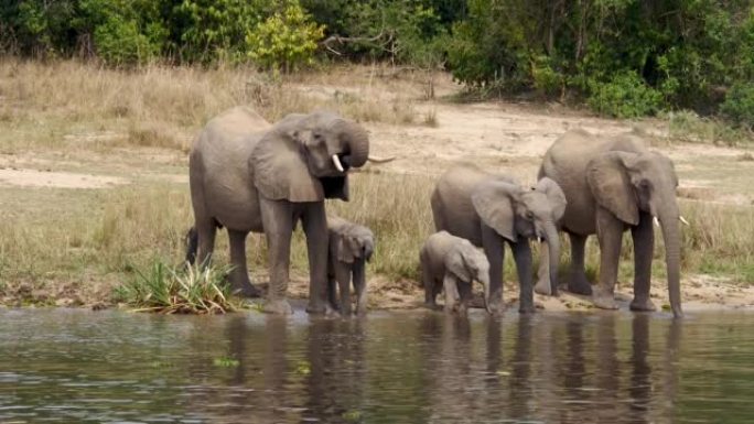 一群非洲大象在一个水坑喝河水