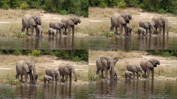 一群非洲大象在一个水坑喝河水