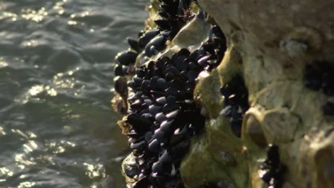 小型软体动物和贻贝粘附在港口岩石中