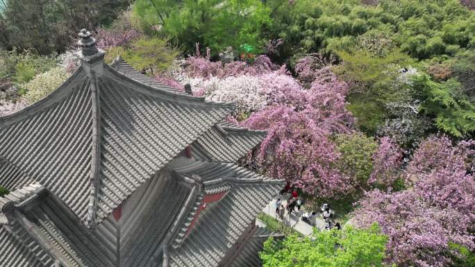 青龙寺遗址樱花花海古建筑景观风光航拍9