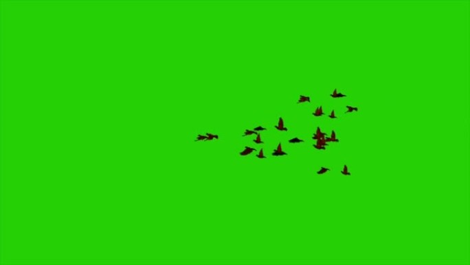 在绿色屏幕上飞翔的鸟群