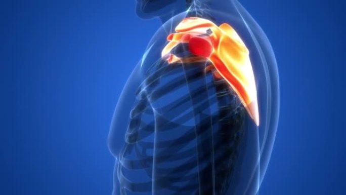 人体骨骼系统胸 (肩) 带骨关节解剖动画概念