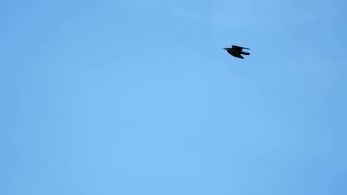 Black crow eagle is a bird of prey in the hawk fam