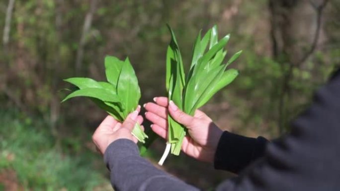 野生大蒜 (葱属) 和有毒的秋番红花 (秋水仙属)