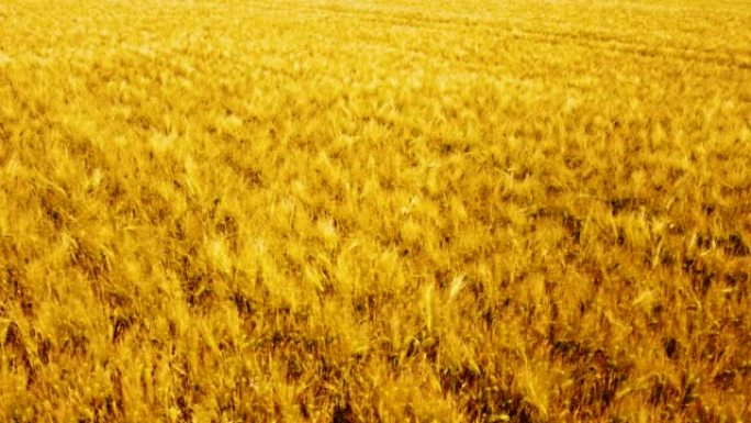 丰富的收获概念。美丽的农田，农村自然镜头。在金色的日落时分，空中近距离飞行在广阔的黄色麦田上，在田园