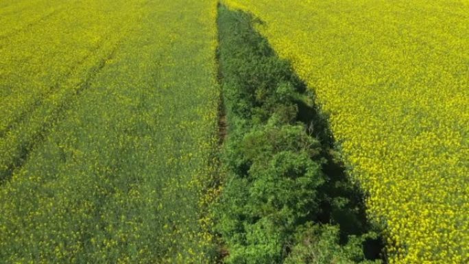 德国夏季温泽高地雷根斯堡附近上普法尔茨的无人机黄色开花油菜田景观的镜头