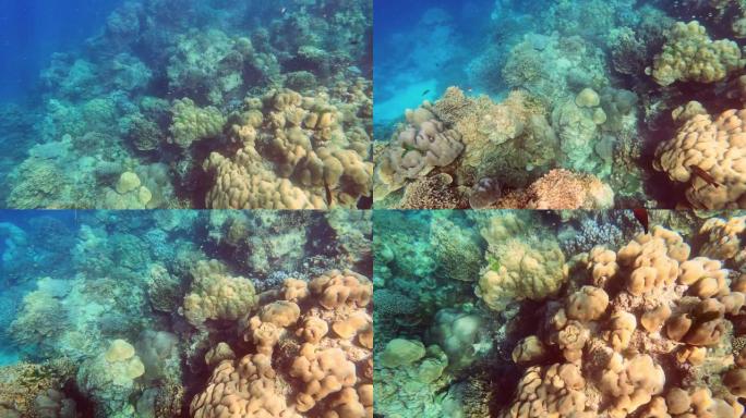 在泰国攀牙的素林岛国家公园里，成群的珊瑚鱼在美丽的珊瑚礁里游泳