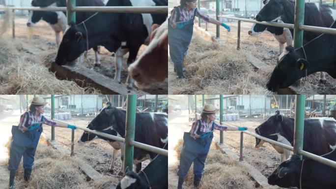 年轻的成年女性农民用干草喂牛。