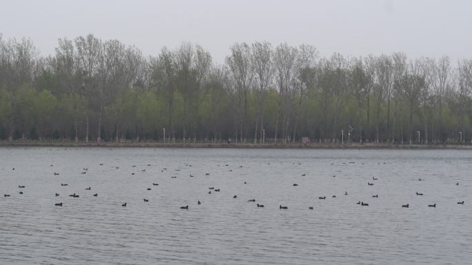 北京潮白河中一群水鸭在水中嬉戏觅食实拍