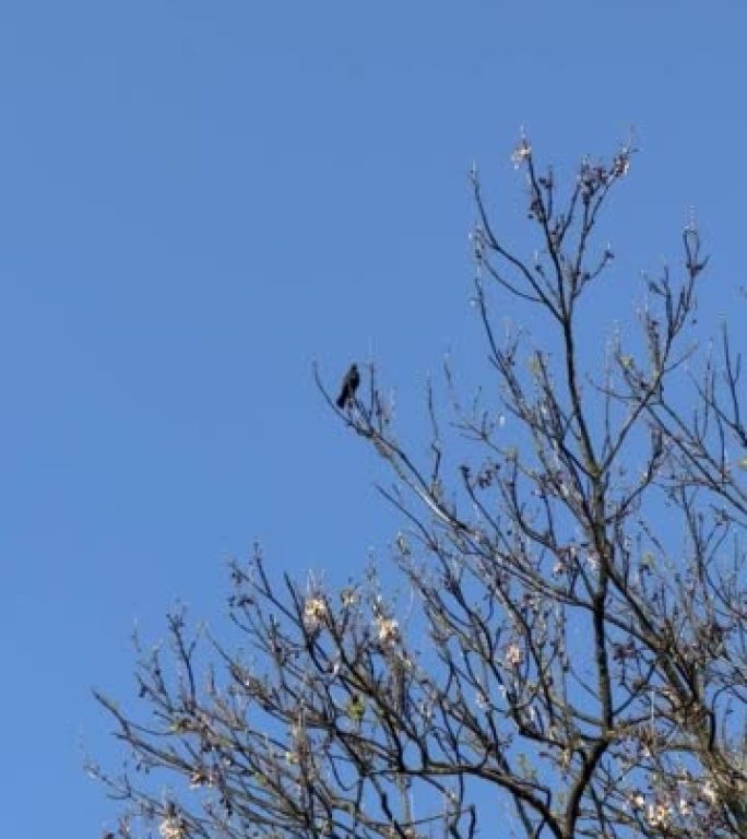 黑鸟在树上唱歌