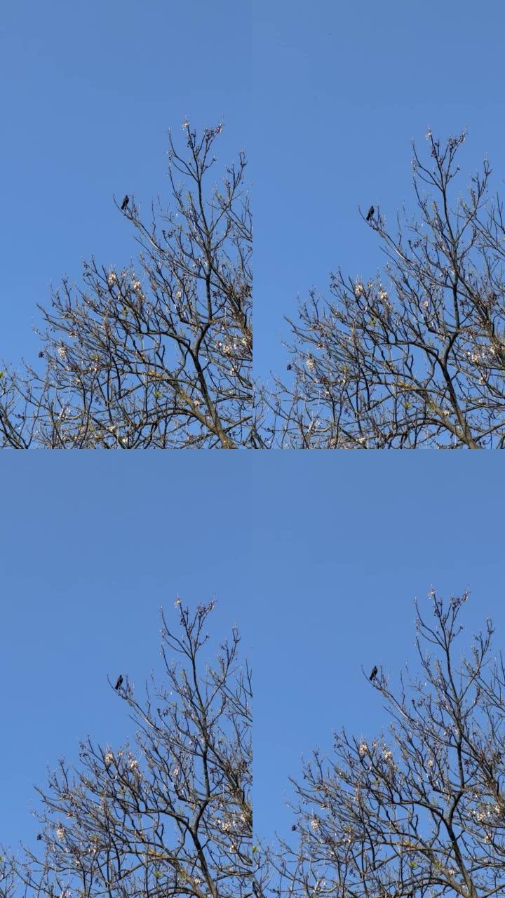 黑鸟在树上唱歌