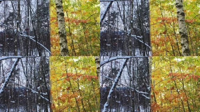 晴天，在白树森林中，从秋天到冬天的季节变化。相机沿森林线的横向慢动作。