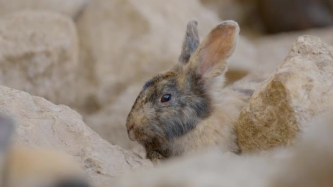 Rabbit rested calmly in the farm. Posting and look