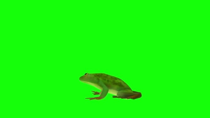 青蛙跳上绿屏4K (可循环) 股票视频