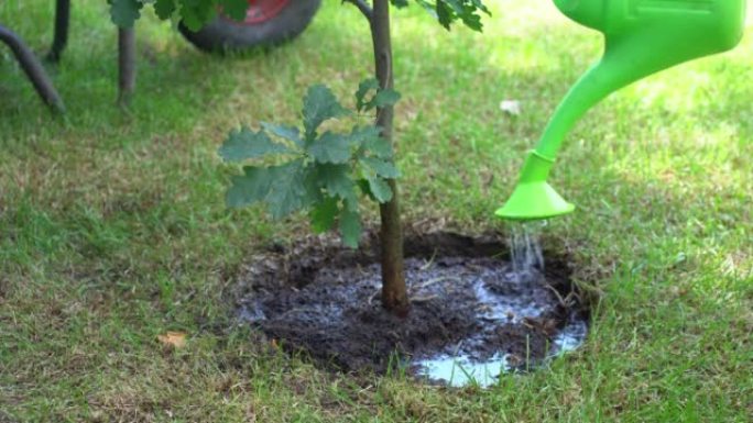 一个年轻人在花园里工作时，从喷壶里给橡树浇水。维护和平、自然、环境和生态的概念。