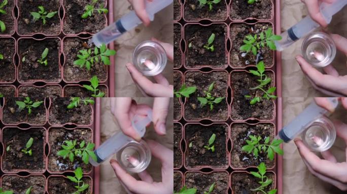 人类的手正在给番茄幼苗施肥