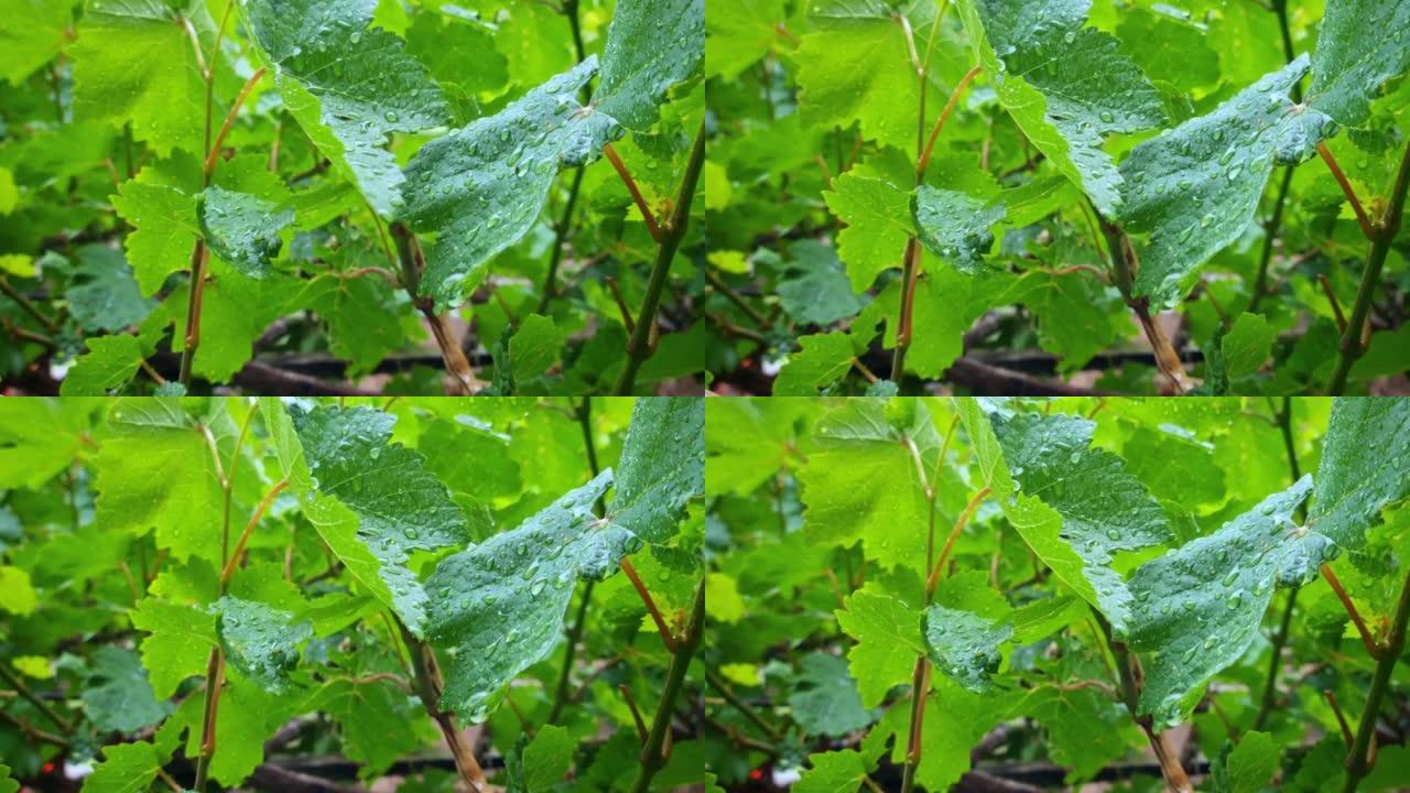 藤叶，雨淋在上面的藤叶。雨声，水滴声。