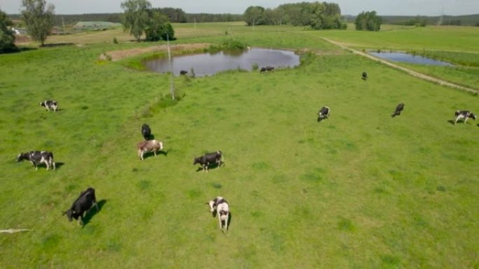 阳光明媚的日子里，草地上的奶牛。大型牲畜。绿色牧场上牛群的农场奶牛鸟瞰图。肉牛群，牛，小牛在绿色的夏