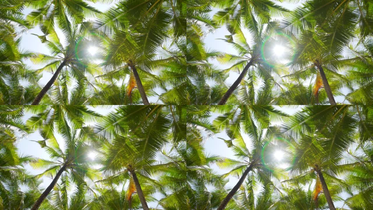 椰树底部视图太阳绿叶蓝天夏天。
