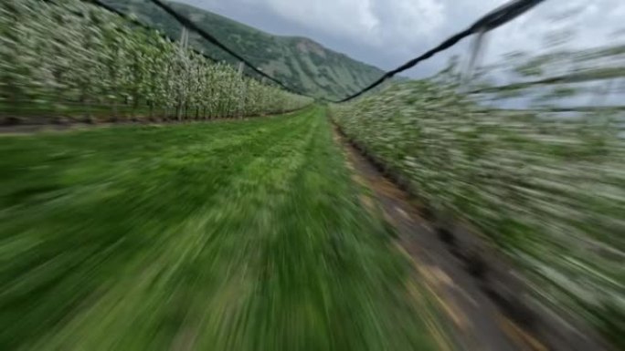 苹果树农场行农业之间的空中速度动态运动