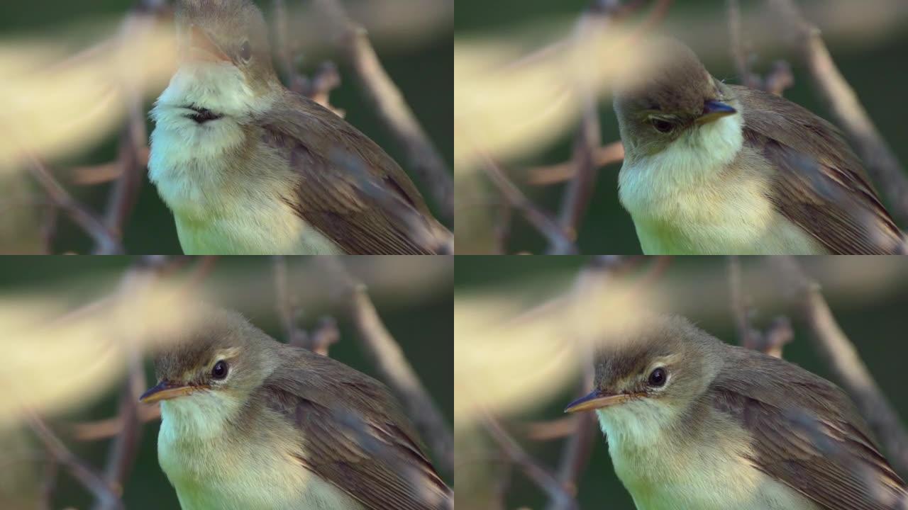 鸟沼莺 (Acrocephalus palustris) 躲在灌木丛中，在夏天的傍晚鸣叫。