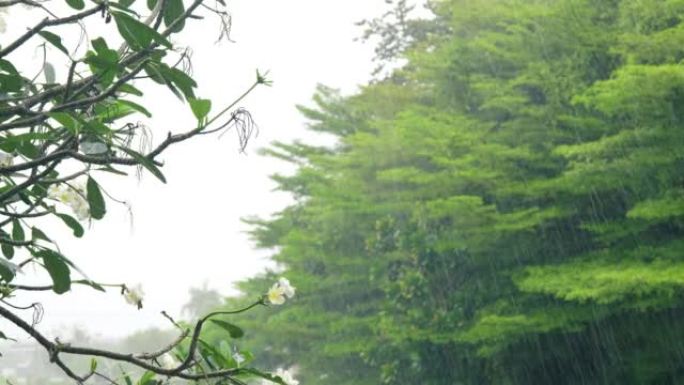 雨滴落在热带森林的白色鸡蛋花上，白色鸡蛋花在春天的雨中伴随着雨声。