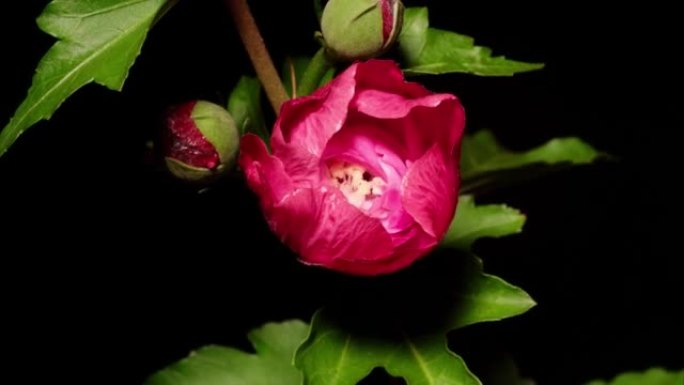 粉红色叙利亚芙蓉syriacus花从芽到全花的延时镜头孤立在黑色背景上，4k视频，特写b卷镜头，缩小