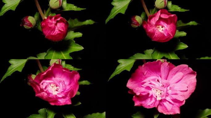 粉红色叙利亚芙蓉syriacus花从芽到全花的延时镜头孤立在黑色背景上，4k视频，特写b卷镜头，缩小