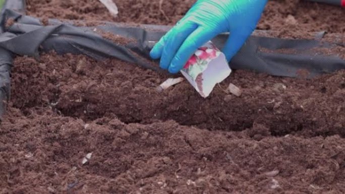 女性双手将萝卜种子从袋中种植到花园床上的地面上的特写视图。瑞典。