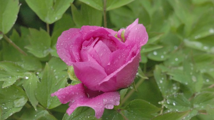 春天雨季的花朵视频素材